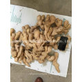 New Crop Fresh and Dry Ginger for UK